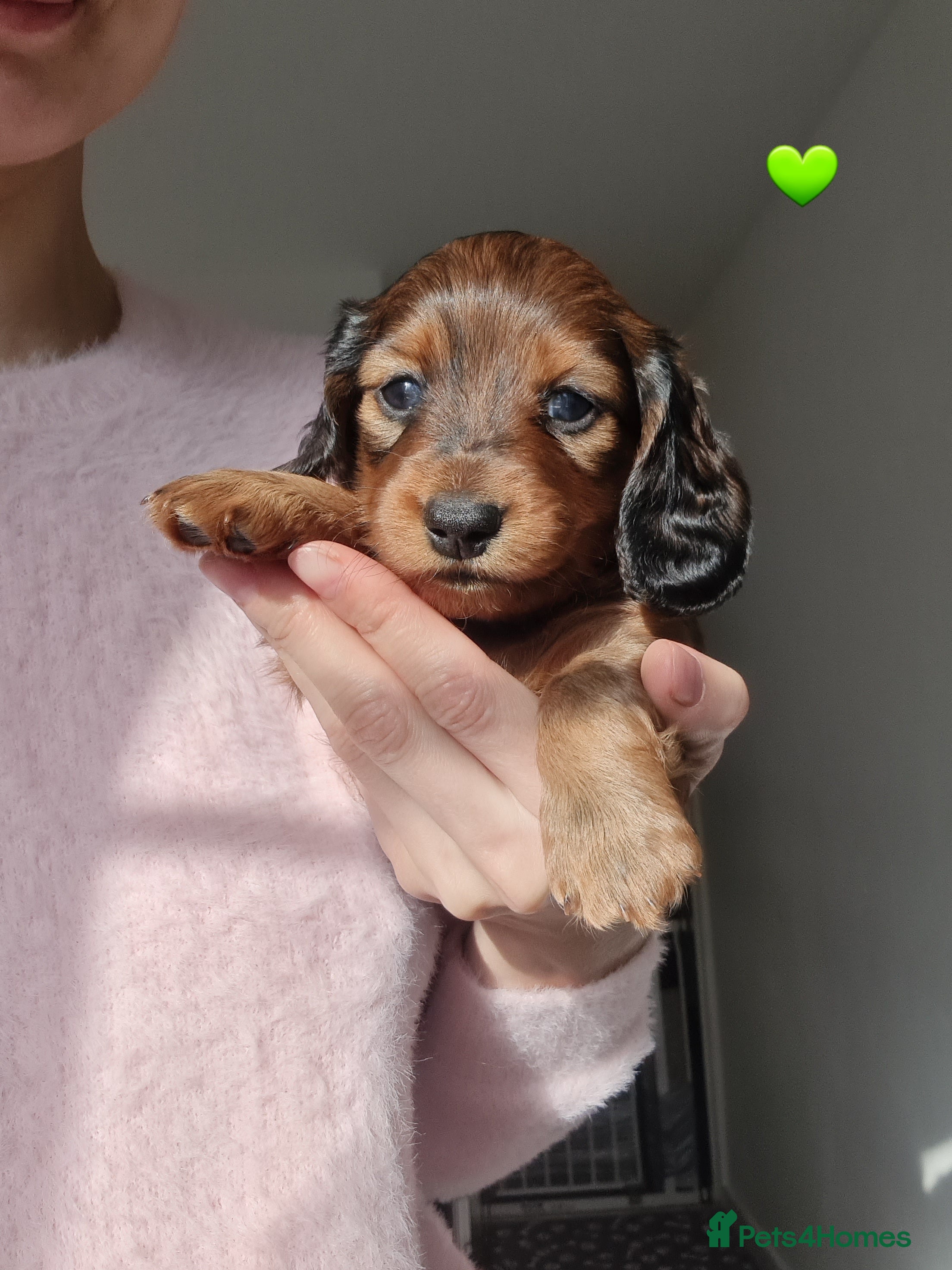 Miniature Dachshund dogs Kc reg,Pra clear Champion bloodlines Pedigre pupp - Advert 4
