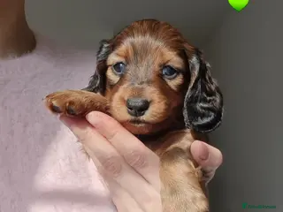Miniature Dachshund dogs Kc reg,Pra clear Champion bloodlines Pedigre pupp - Advert 4