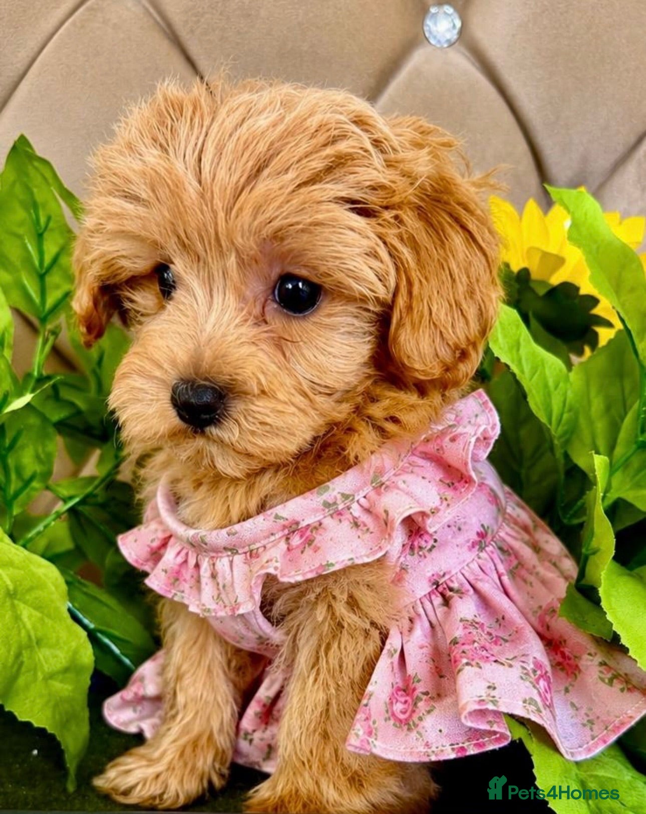 Maltipoo dogs BEAUTIFUL KOREAN MALTIPOO GIRL. EXTRA MINI!!  - Advert 16