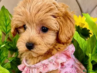 Maltipoo dogs BEAUTIFUL KOREAN MALTIPOO GIRL. EXTRA MINI!! - Advert 16