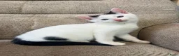 Mixed Breed cats for sale: 5 Gorgeous Kittens in Halifax - Advert 7