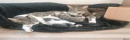 Mixed Breed cats for sale: Male kitten for homing  - Advert 4