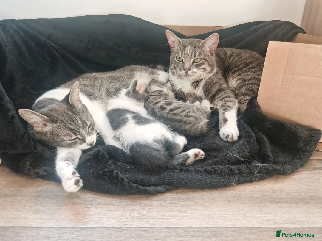 Mixed Breed cats for sale: Male kitten for homing  - Advert 4