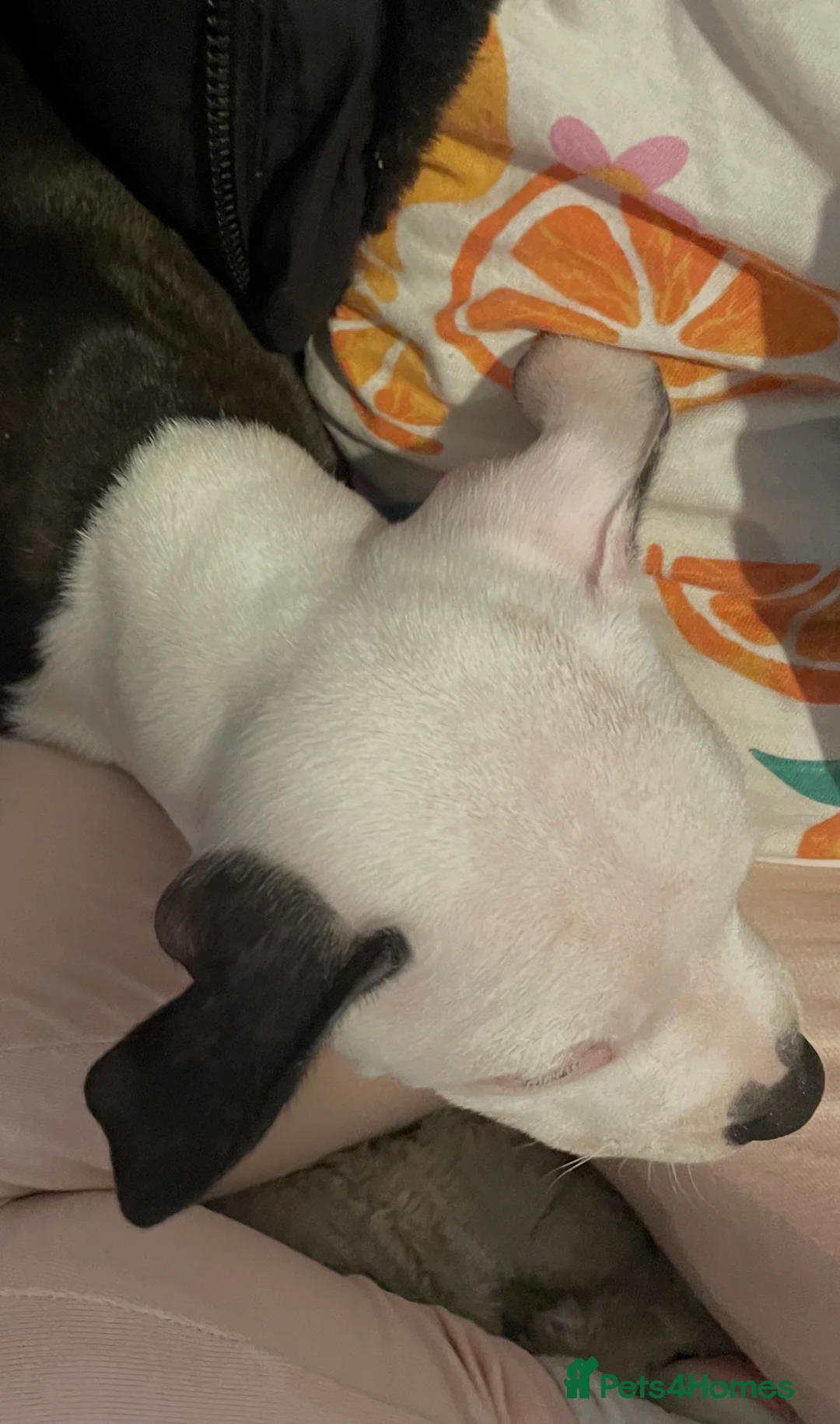 Staffordshire Bull Terrier dogs for sale: 10 month old Female Staffordshire Bull Terrier in Denny - Advert 4