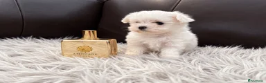 Maltese 3