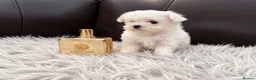 Maltese dogs for sale: Last Beautiful KC Registered Maltese Girl - Advert 22