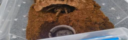 Tarantulas invertebrates for sale: Brazilian giant blonde  - Advert 3