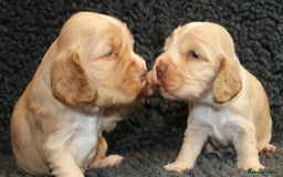 Cocker Spaniel dogs for sale: Stunning Show Cockers-Health Checked,KC Registered - Image 4