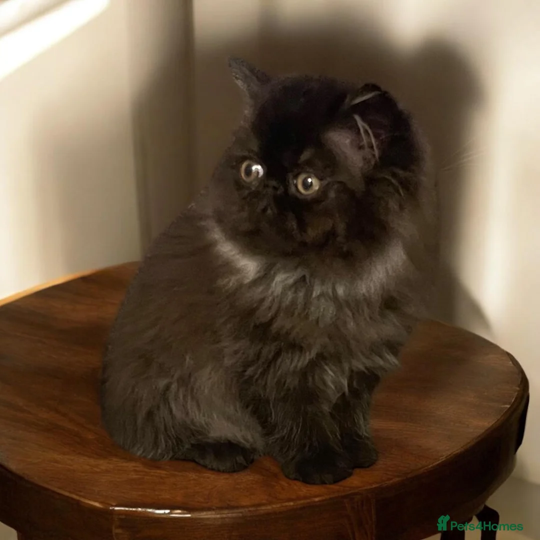 Persian cats for sale: Registered persians - Advert 4