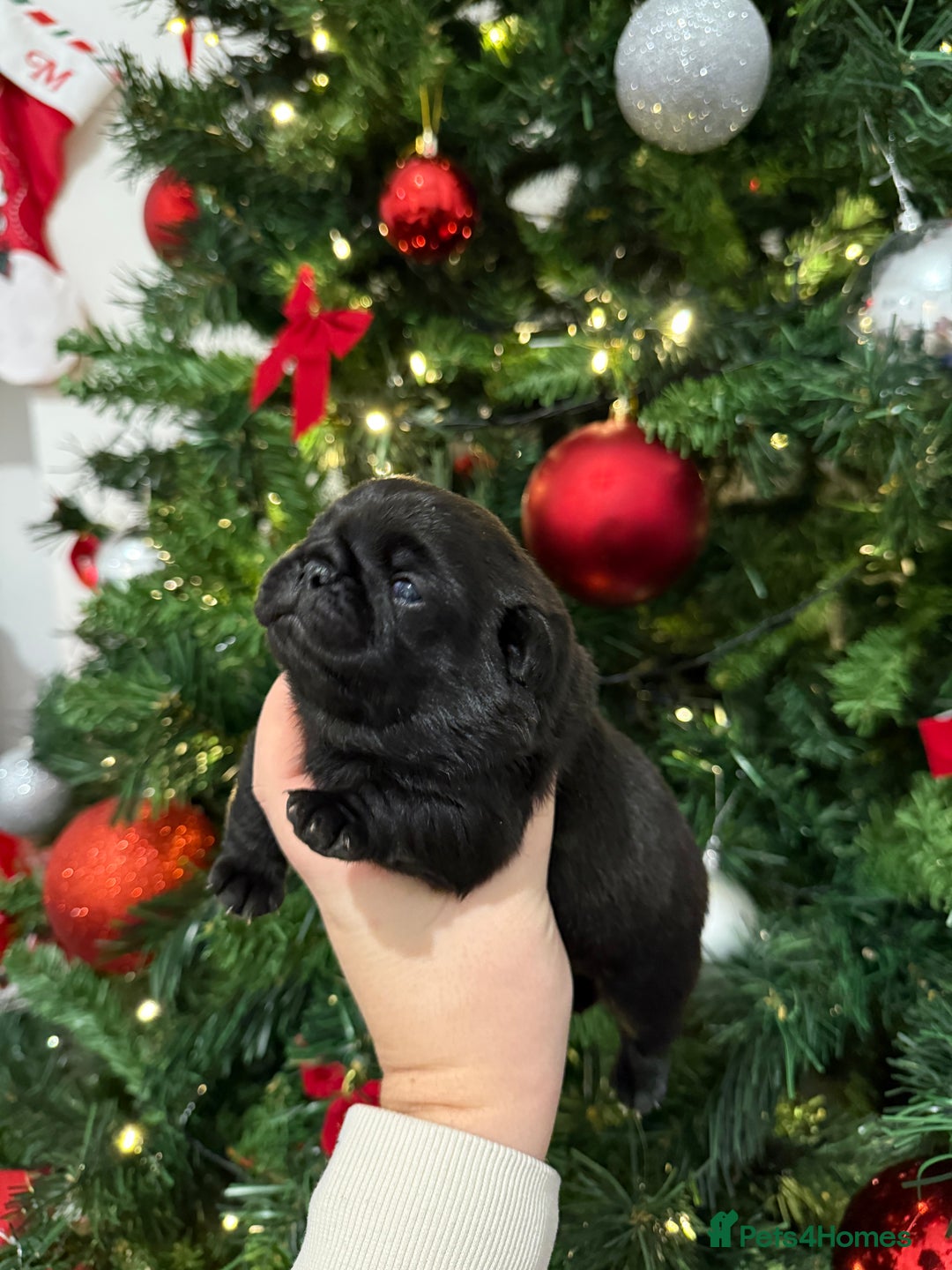 Pug dogs for sale: 🐾 Beautiful Pug Puppies 🐾 - Advert 2