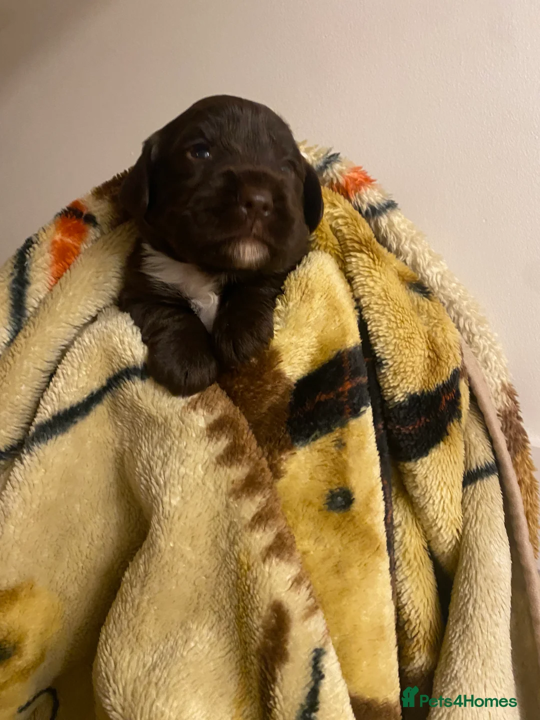 Cockapoo dogs for sale: Cockapoo - Advert 7