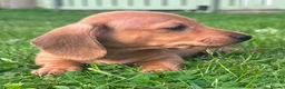 Miniature Dachshund dogs for sale: Red long hair miniature daschund puppies - Advert 10