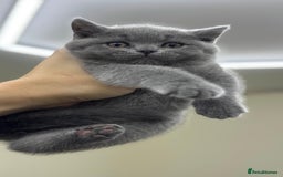 British Shorthair cats for sale: British shorthair kittens  - Image 3
