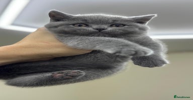 British Shorthair cats - Advert 8