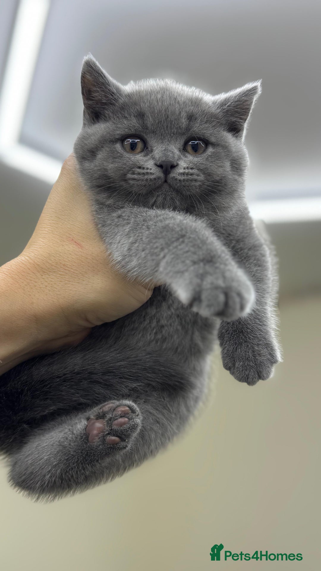 British Shorthair cats for sale: British shorthair kittens  - Image 3