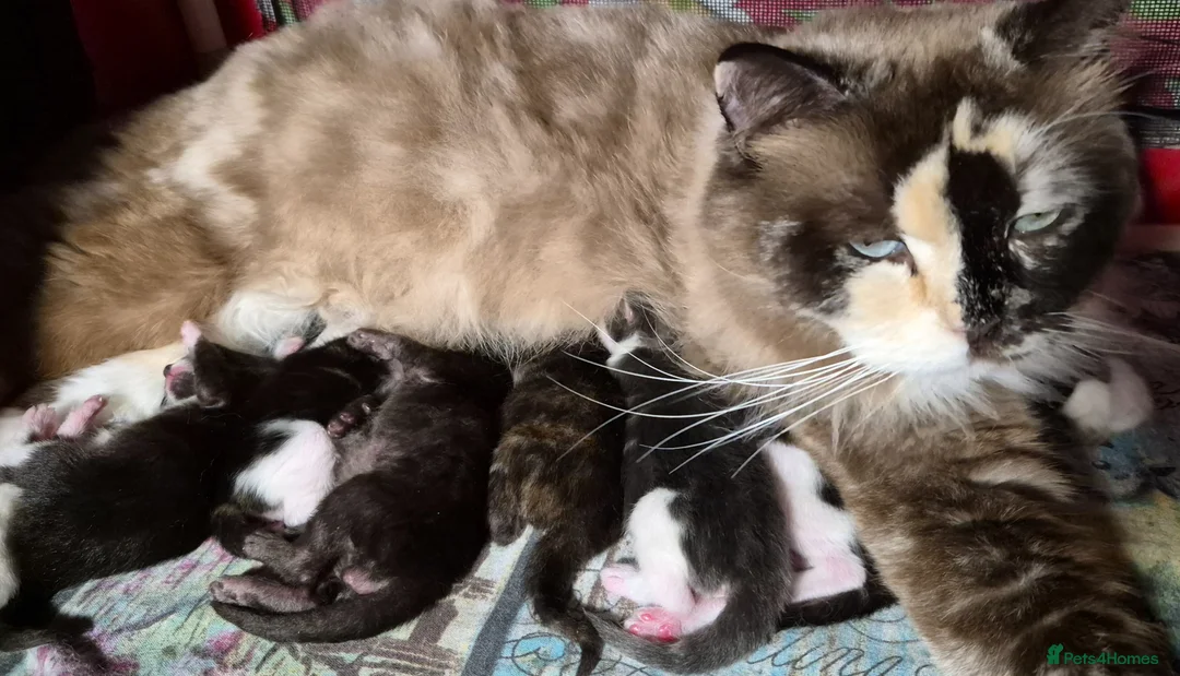 Ragcoon cats for sale: Confident Friendly Ragcoons Kittens  - Advert 2