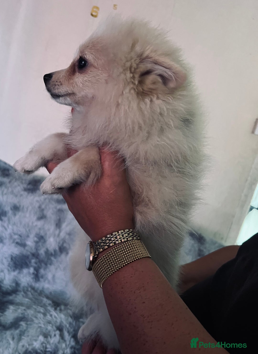 Pomeranian dogs for sale: Pomeranian girls and boys available  - Image 12