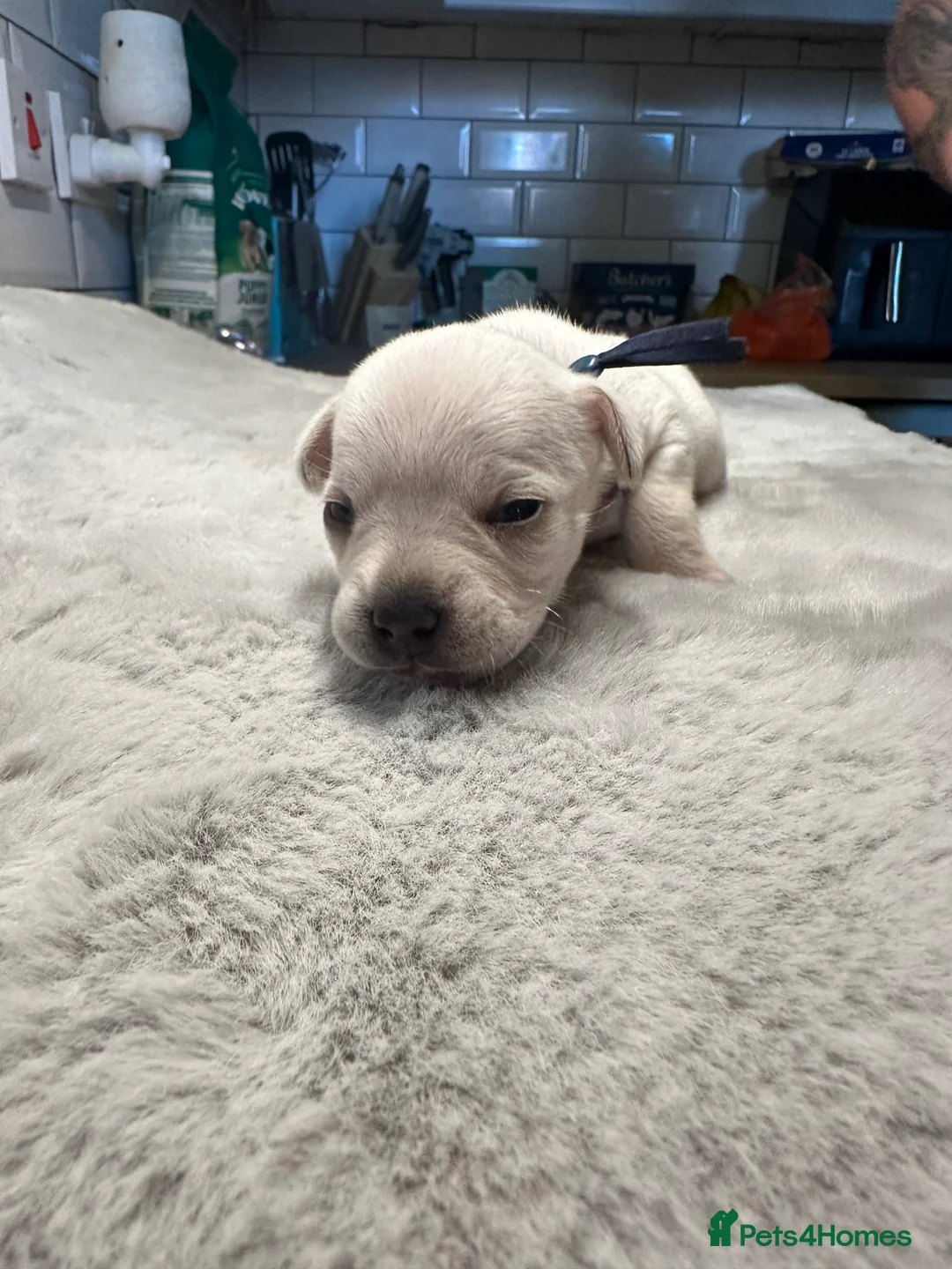 Mixed Breed dogs for sale: Fregal puppies - Advert 2