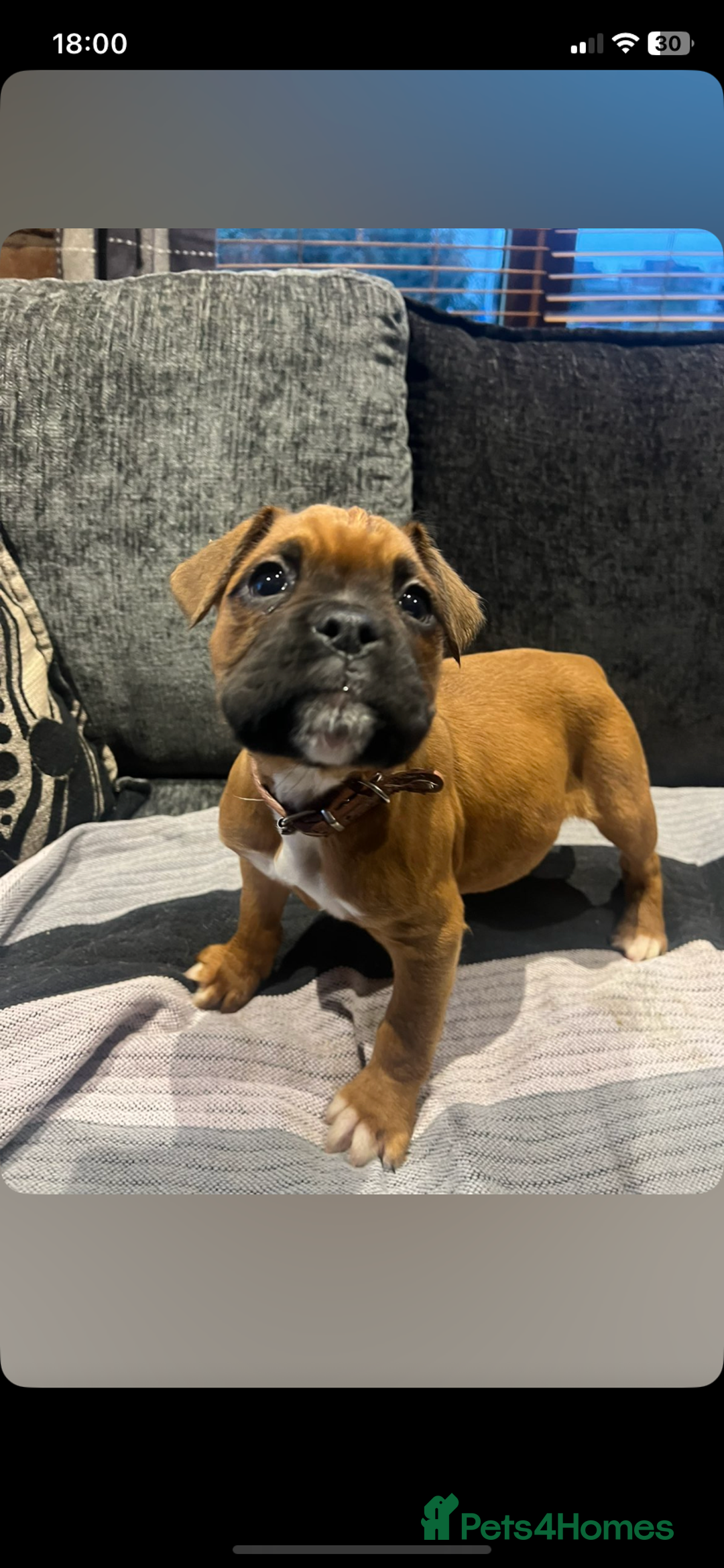 Boxer dogs for sale: Boxer puppies for sale  - Advert 1