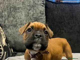 Boxer dogs Boxer puppies for sale - Advert 17