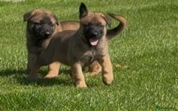 German Shepherd dogs for sale: Part of our family ♥️ - Image 2