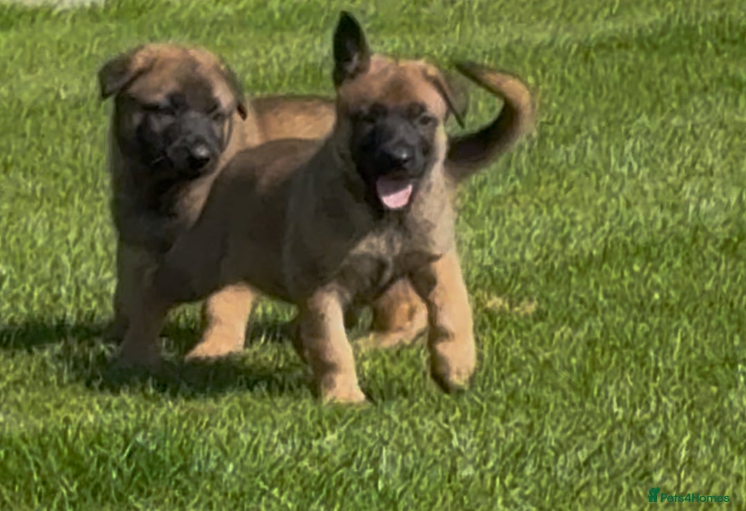 German Shepherd dogs for sale: Part of our family ♥️ - Image 2