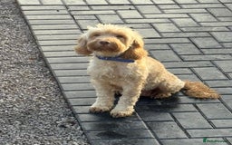 Cockapoo dogs for sale: Cockapoo  - Image 1