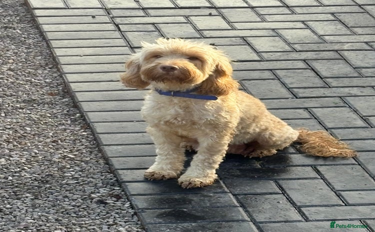 Cockapoo dogs - Advert 7