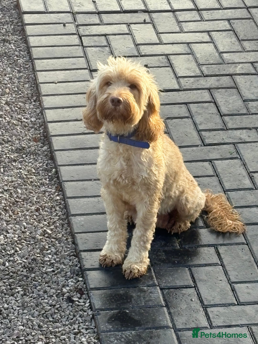 Cockapoo dogs for sale: Cockapoo  - Image 1