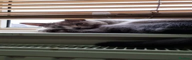 Russian Blue 2