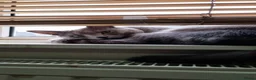 Russian Blue cats for sale: Two incredibly affectionate Russian Blue siblings  in Dagenham - Advert 2