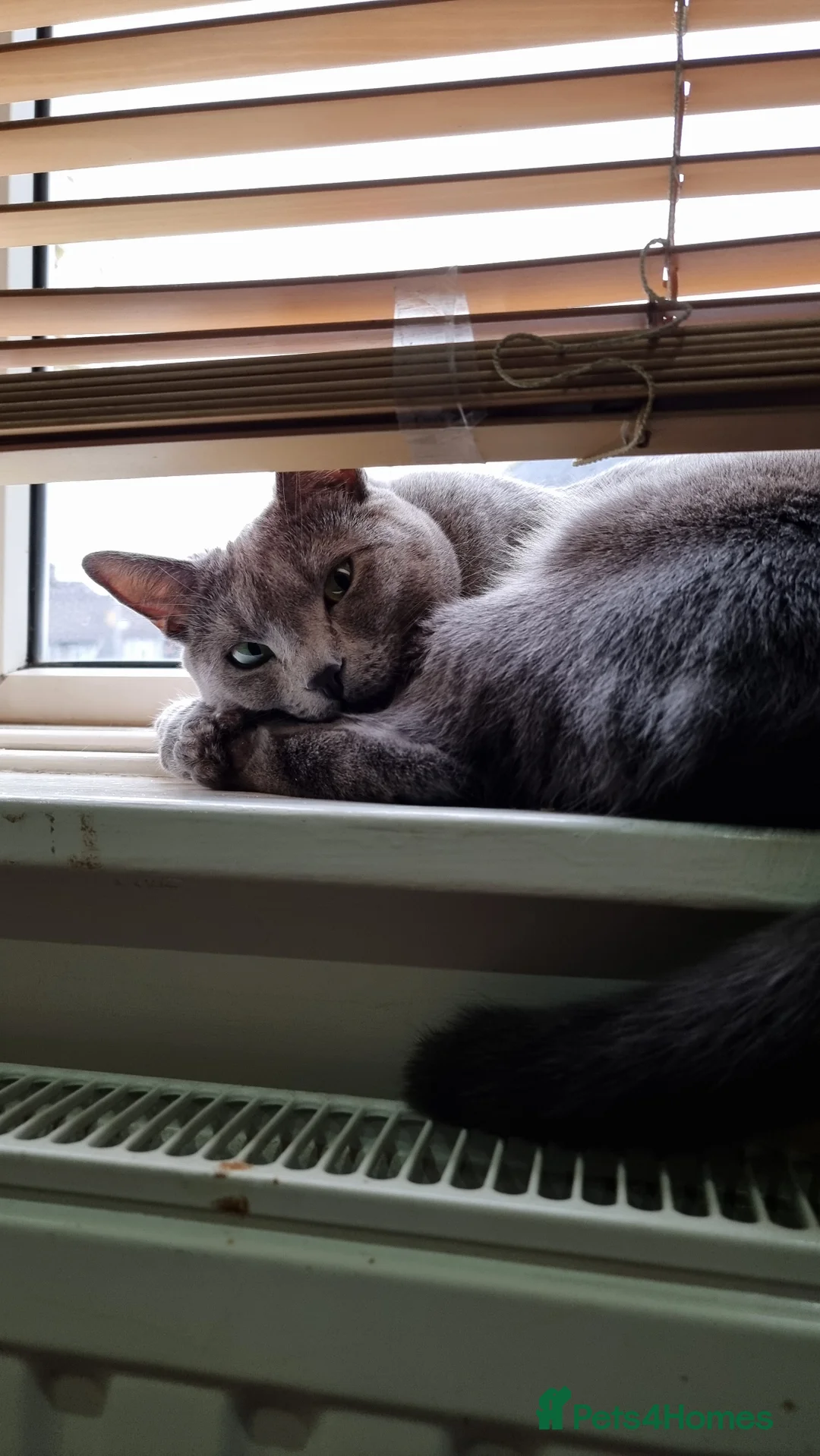 Russian Blue cats for sale: Two incredibly affectionate Russian Blue siblings  in Dagenham - Advert 2