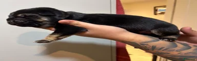 Shepsky 1