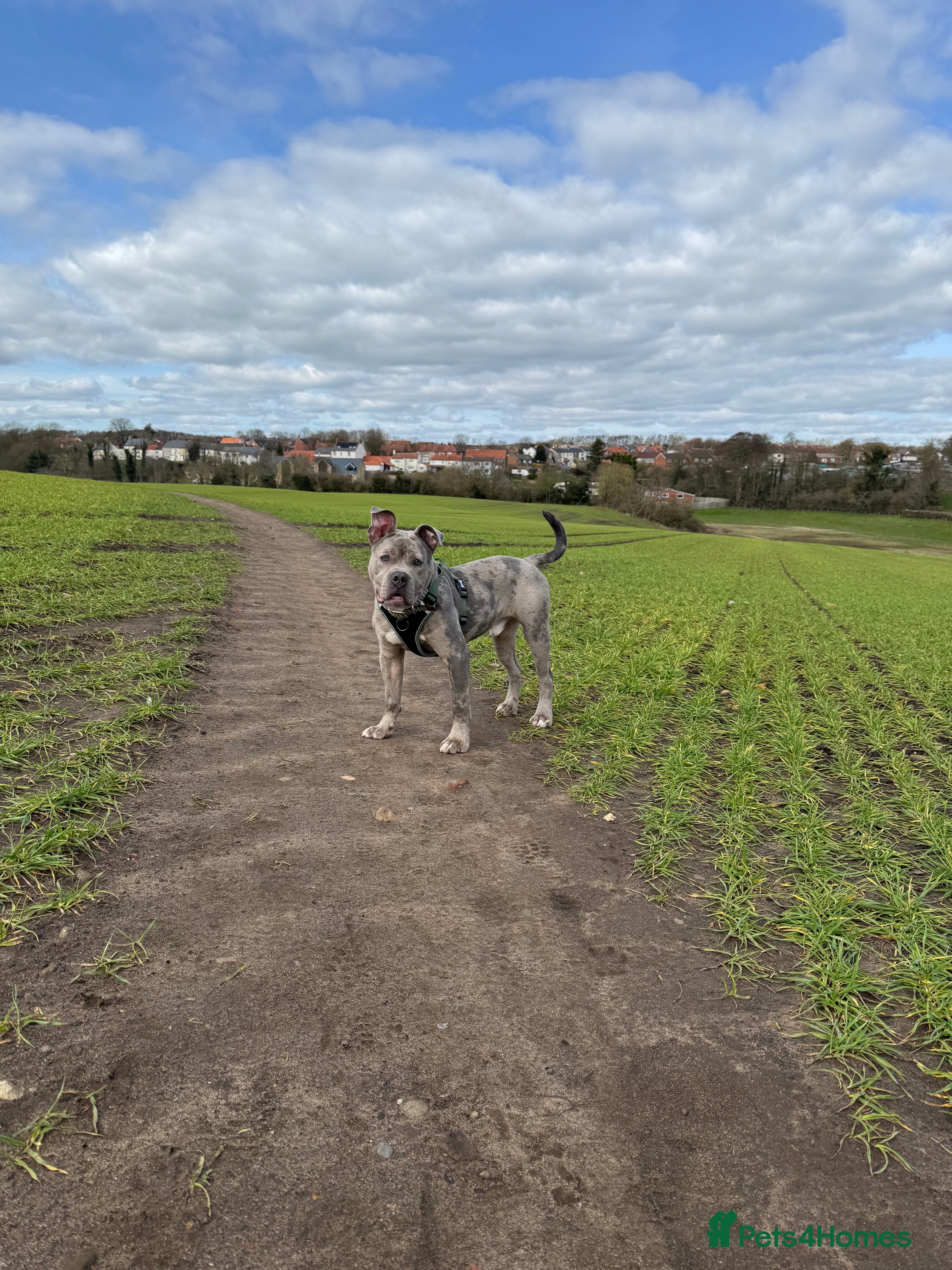Dorset Olde Tyme Bulldogge dogs Gorgeous male looking for new home  - Advert 3