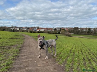 Dorset Olde Tyme Bulldogge dogs Gorgeous male looking for new home - Advert 2