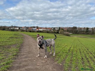 Dorset Olde Tyme Bulldogge dogs Gorgeous male looking for new home - Advert 2