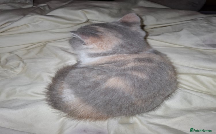 British Shorthair cats Beautiful British Shorthair Kittens.  - Advert 1