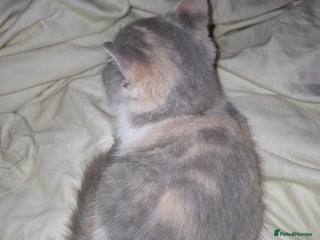 British Shorthair cats Beautiful British Shorthair Kittens. - Advert 1