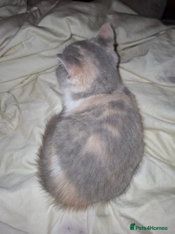 British Shorthair cats Beautiful British Shorthair Kittens. - Advert 1