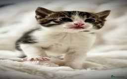 Ragdoll cats for sale: 🌟 Ragdoll x Bengal – Exquisite Baby Kittens 🌟 - Image 22