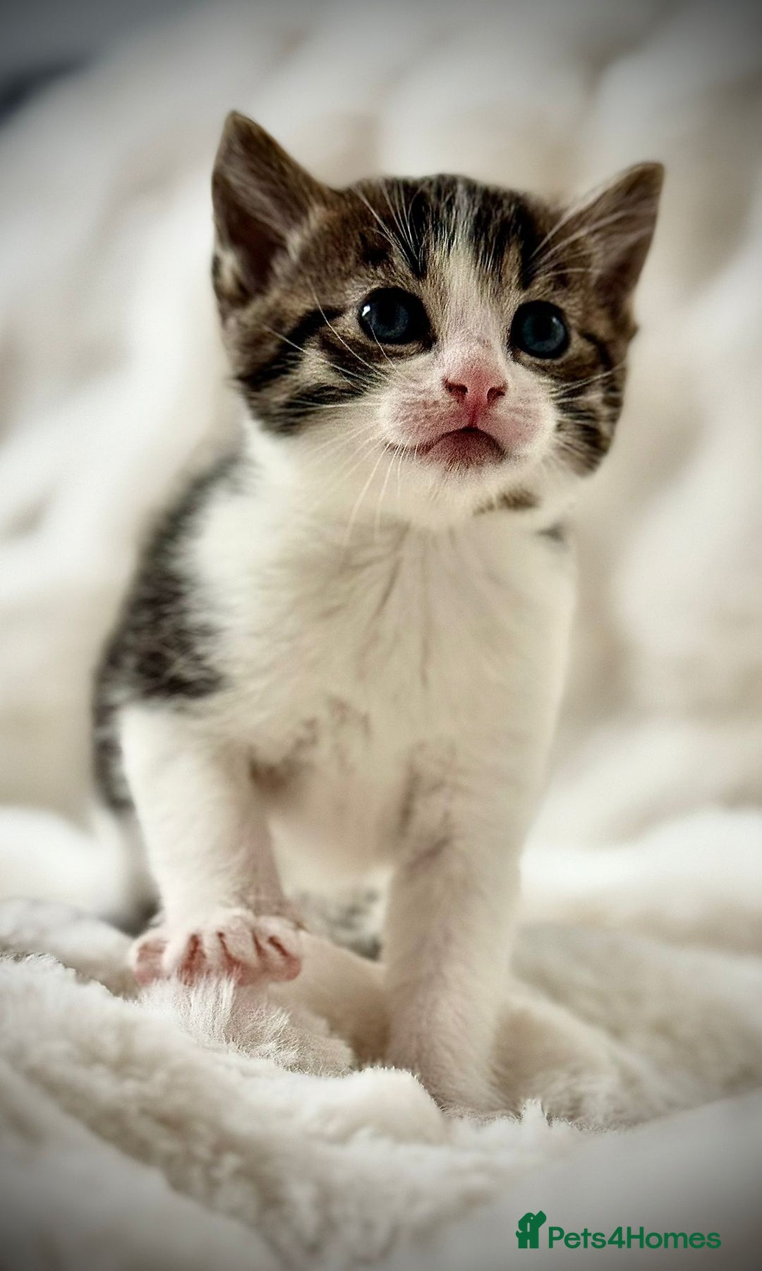 Ragdoll cats for sale: 🌟 Ragdoll x Bengal – Exquisite Baby Kittens 🌟 - Image 22