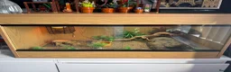 Leopard Gecko reptiles for sale: 2 x leopard gecko  - Advert 10