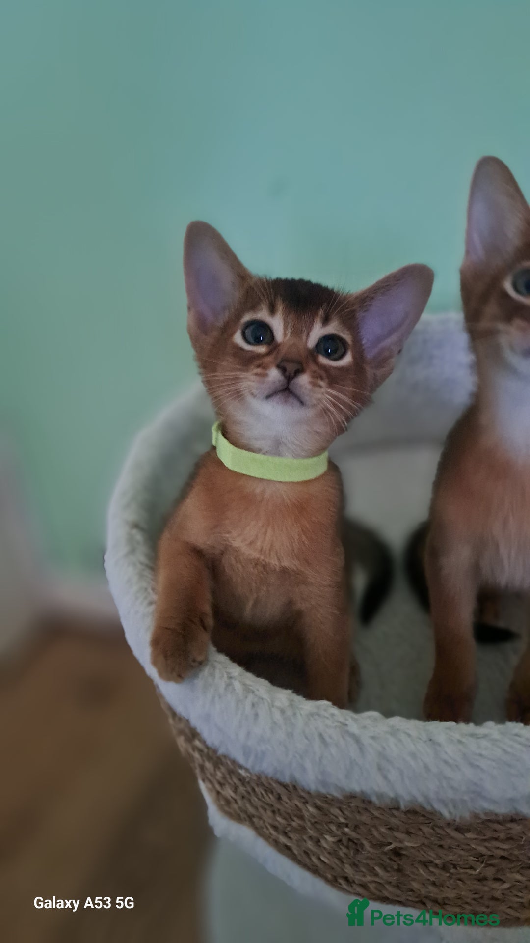 Abyssinian cats for sale: 5⭐️ TICA Pedigree Abyssinian Kittens - Advert 3