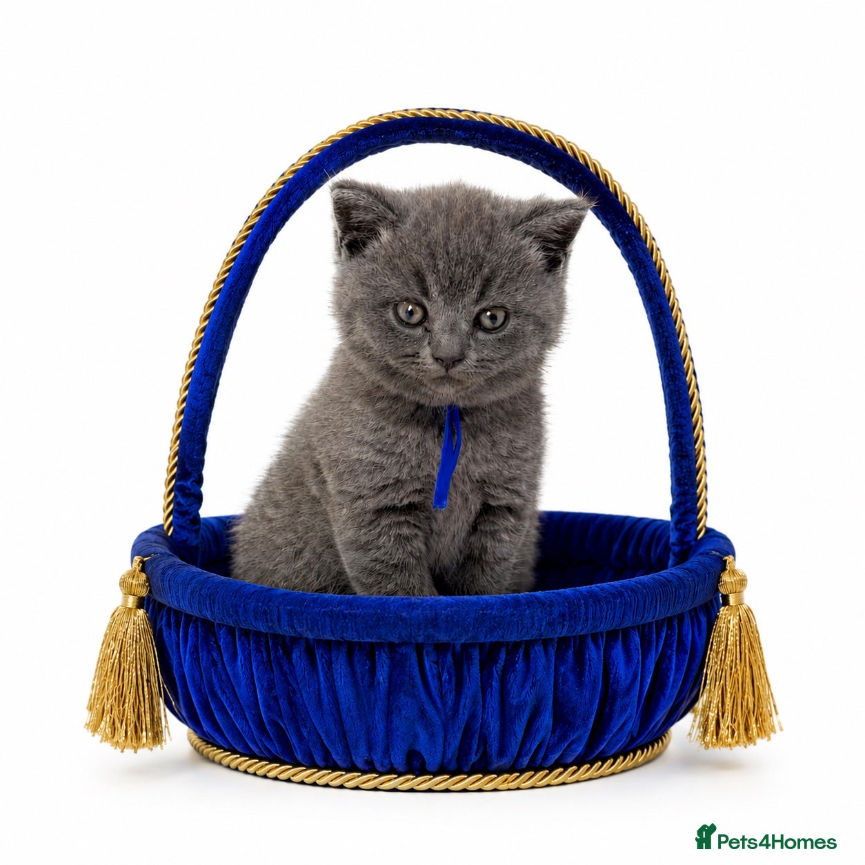 British Shorthair cats GCCF British short hair boy  - Advert 1