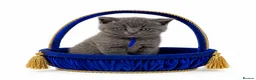 British Shorthair cats for sale: GCCF British short hair boy  - Advert 11