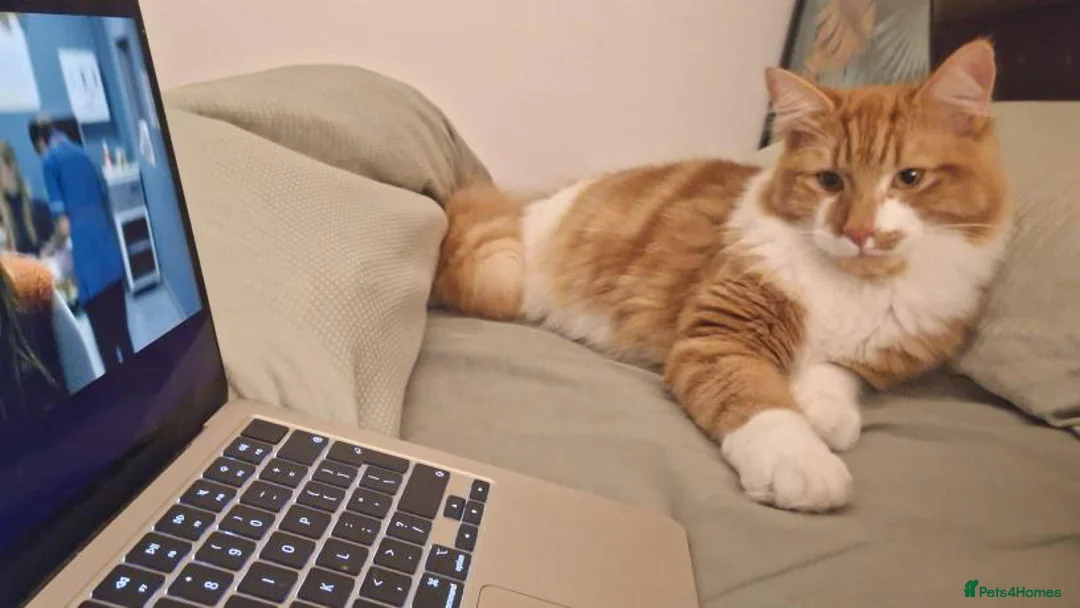 Mixed Breed cats for sale: Rehome  - Advert 2