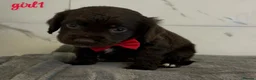 Cocker Spaniel dogs for sale: Cocker spaniel puppies for sale  - Advert 2