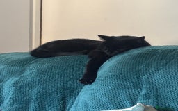 British Shorthair cats for sale: All Black Male Indoor Cat - Image 5