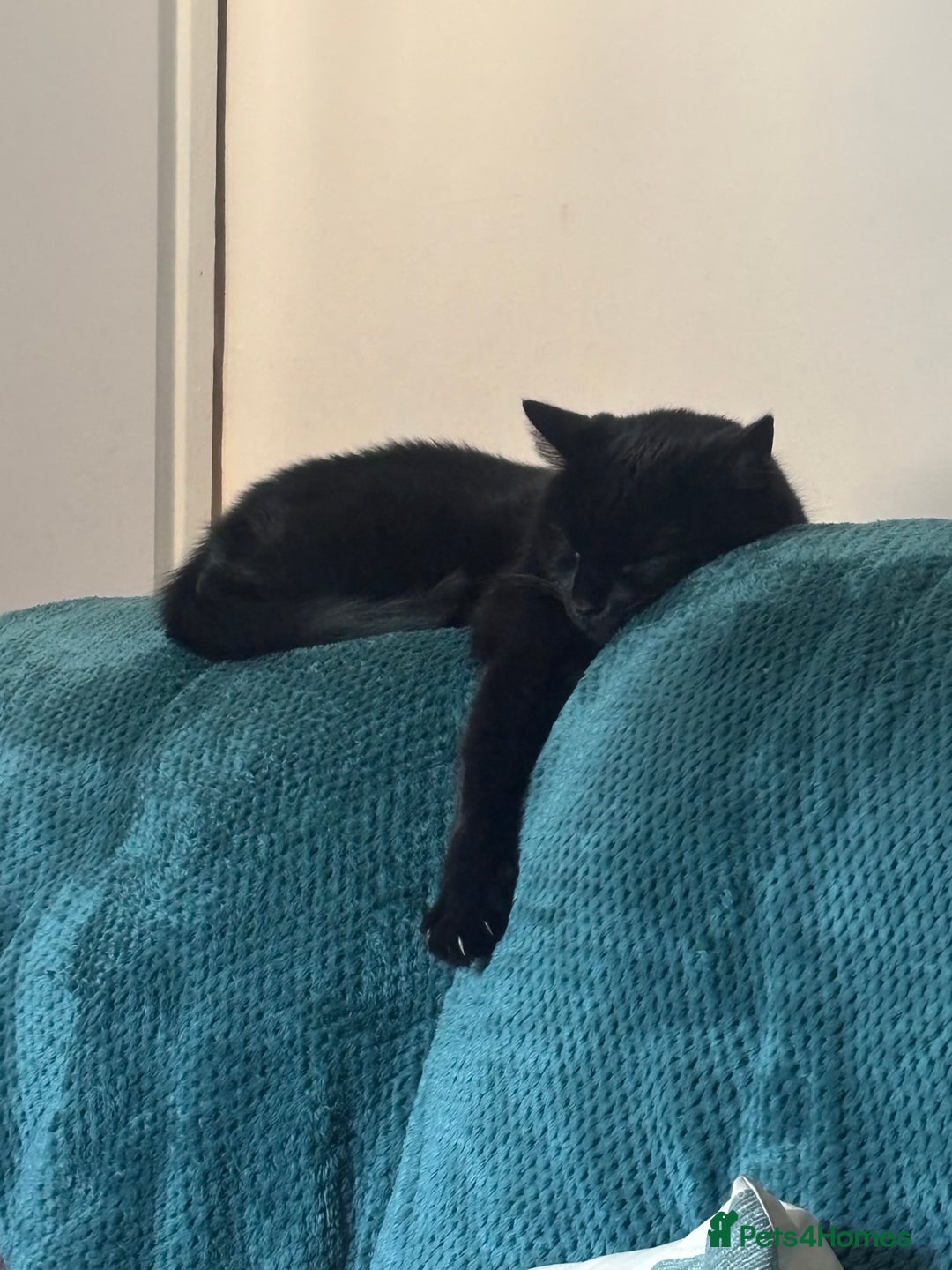 British Shorthair cats for sale: All Black Male Indoor Cat - Image 5