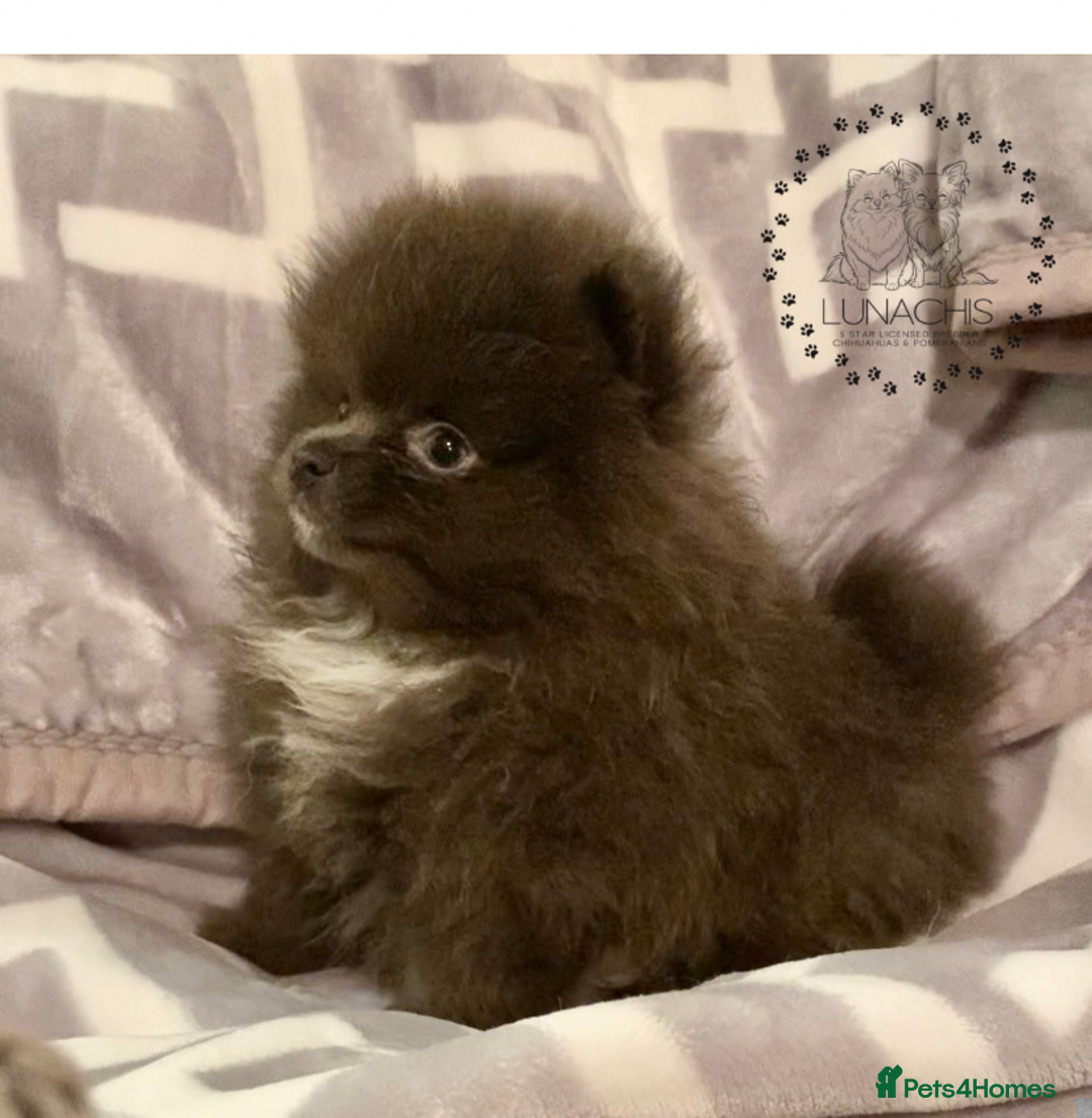 Pomeranian dogs for sale: Stunning Pomeranian puppies - Advert 8